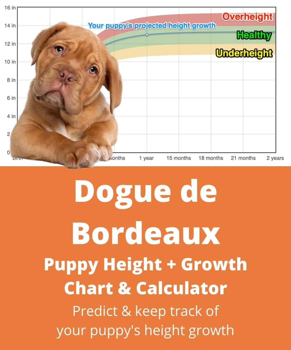 dogue-de-bordeaux Puppy height Growth Chart dogue-de-bordeaux Puppy height Growth Chart